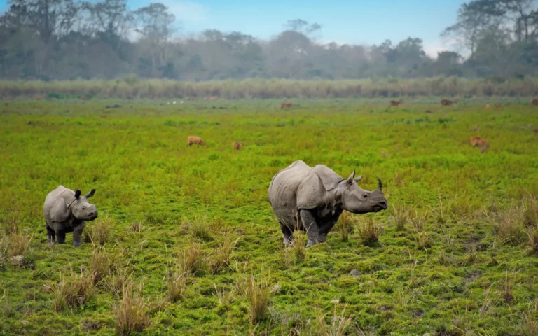 One-horned rhinoceroses grazing in a green grassland in Assam