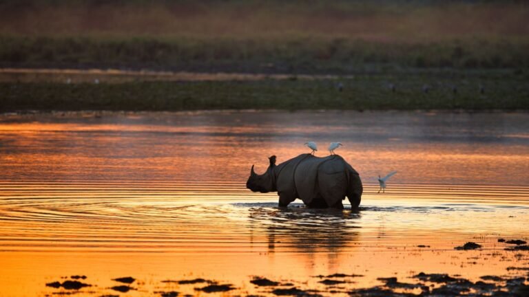 One-horned rhinoceros wading through water at golden sunset in Kaziranga