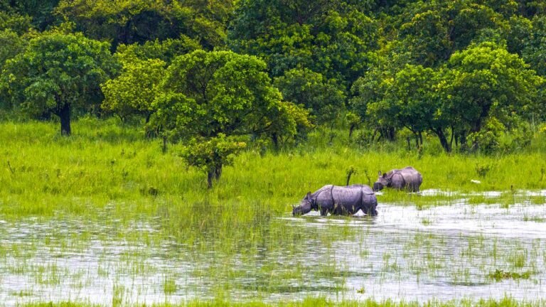Rhinos in a flooded grassland at Pobitora Wildlife Sanctuary