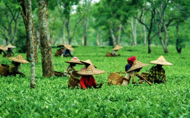 Tea pickers in conical hats among green tea bushes in Assam