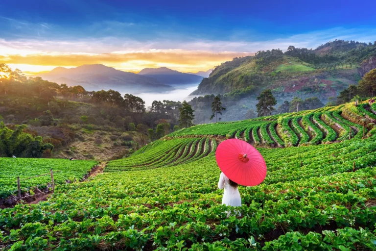 Terraced tea gardens and misty hills of Darjeeling at sunrise