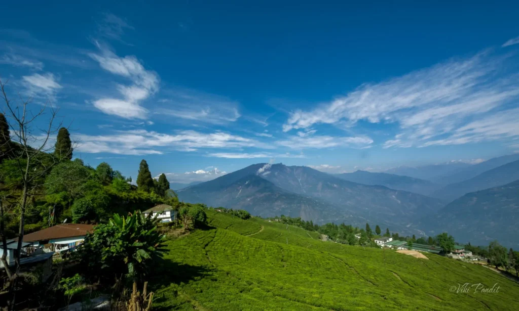 Transfer to Pelling