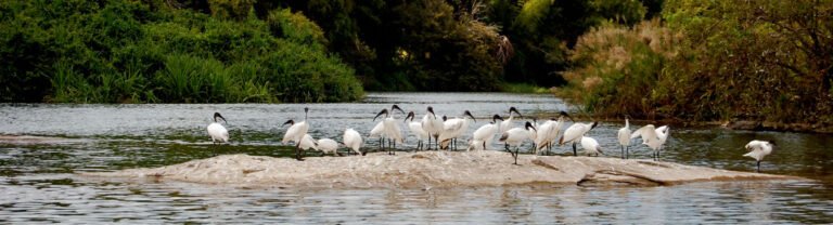 Flock of waterbirds at Kumarakom Bird Sanctuary