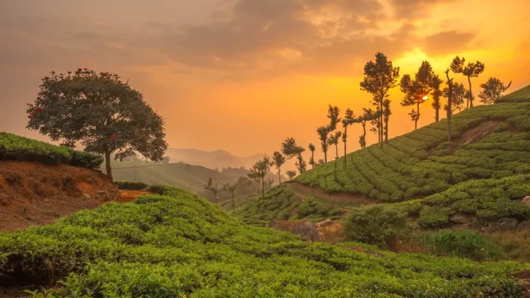 Sunset over rolling tea plantations in Munnar, Kerala